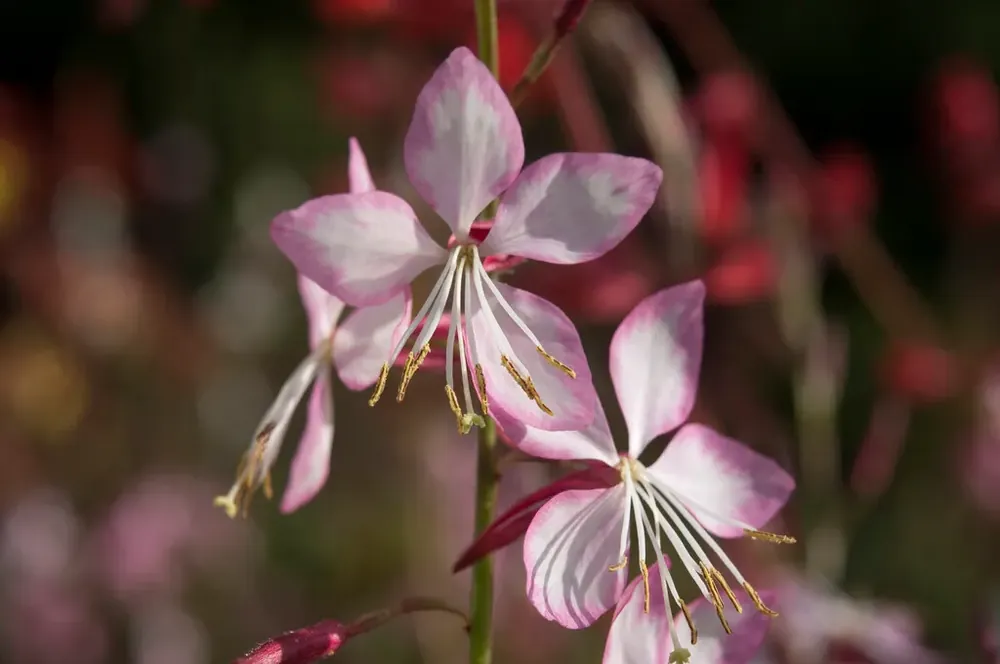 Pak je kans | Prachtkaars (Gaura lindheimeri ‘Rosy Jane‘)