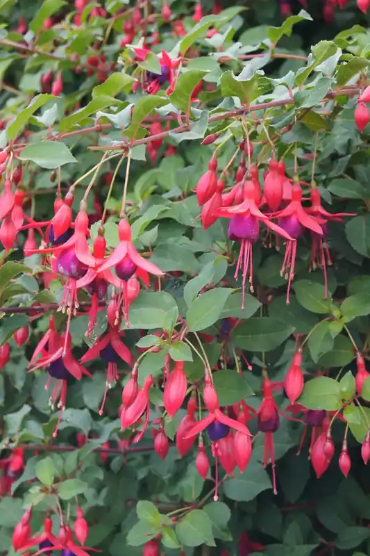 Voordelig | Bellenplant (Fuchsia ‘Mrs Popple‘0