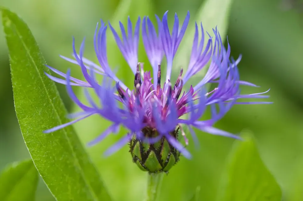 Nog enkele stuks | Korenbloem (Centaurea montana)