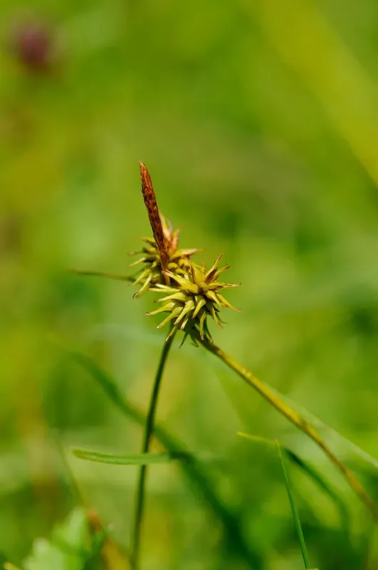 Koop vandaag | Zegge (Carex flava)