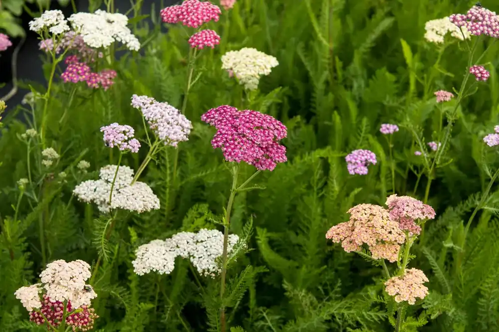 Duizendblad (Achillea ‘Summer Pastels‘) | Eenvoudig retourneren