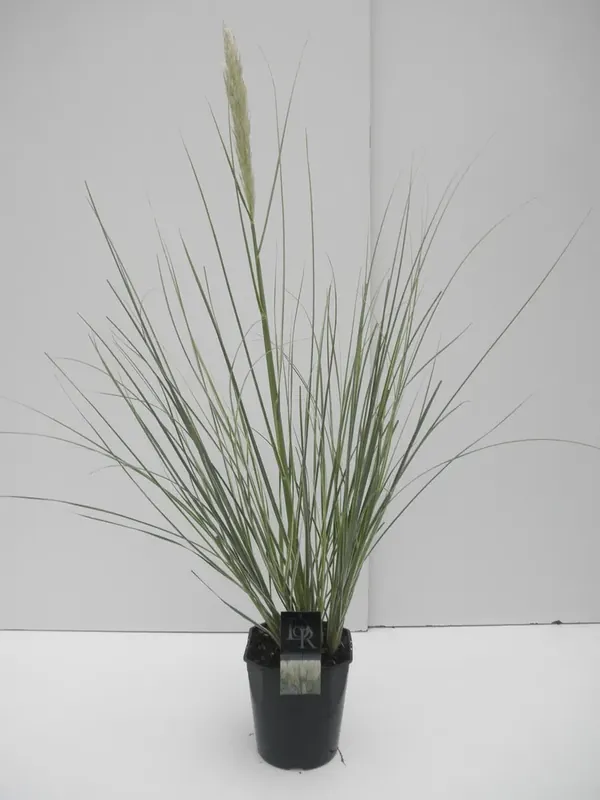 Veel gevraagd | Dwergpampasgras (Cortaderia selloana ‘Mini Silverpampas‘)