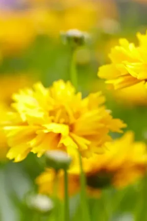 Actieprijs - Meisjesogen (Coreopsis grandiflora ‘Early Sunrise‘)