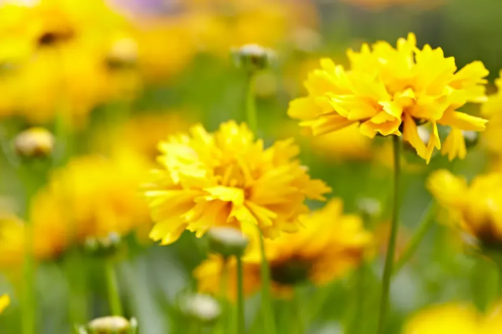 Actieprijs - Meisjesogen (Coreopsis grandiflora ‘Early Sunrise‘)