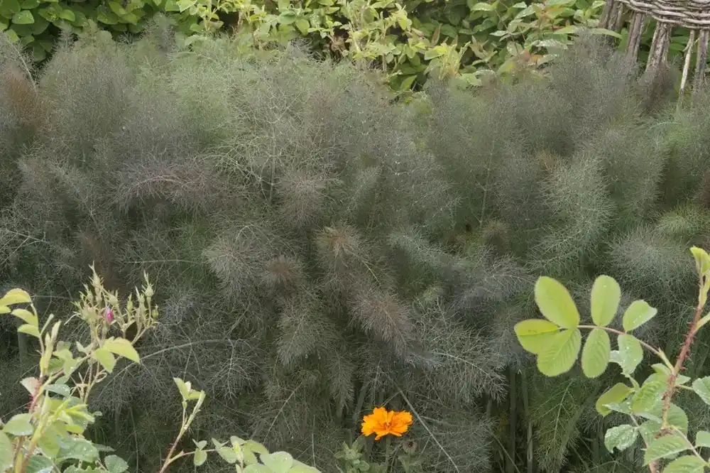 Veilige betaling | Venkel (Foeniculum vulgare ‘Purpureum‘)