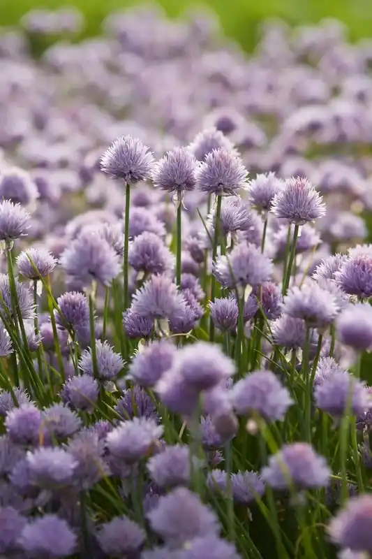 Bespaar meer - Bieslook (Allium schoenoprasum)