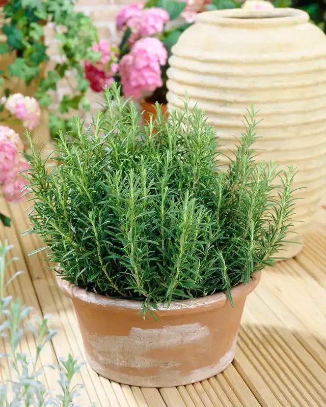 Rozemarijn kopen? Rosmarinus officinalis met groeigarantie! | Voeg toe aan winkelwagen
