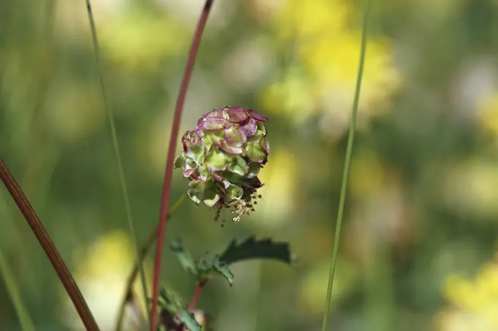 Kleine pimpernel (Sanguisorba minor) - Topdeal