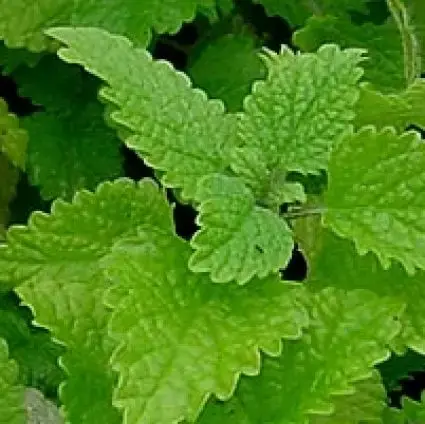 Topprijs - Citroenmelisse (Melissa officinalis)