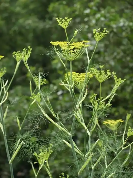 Venkel (Foeniculum vulgare) | Rechtstreeks van de fabrikant