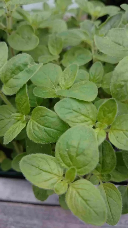 Hyssop (Hyssopus officinalis) | Nu beschikbaar