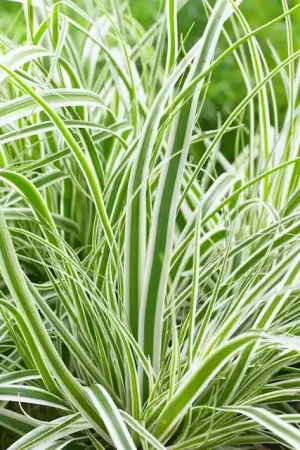 Zegge (Carex oshimensis ‘Everest‘ ) | Rechtstreeks uit de fabriek