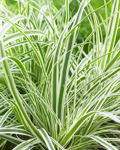 Zegge (Carex oshimensis ‘Everest‘ ) | Rechtstreeks uit de fabriek