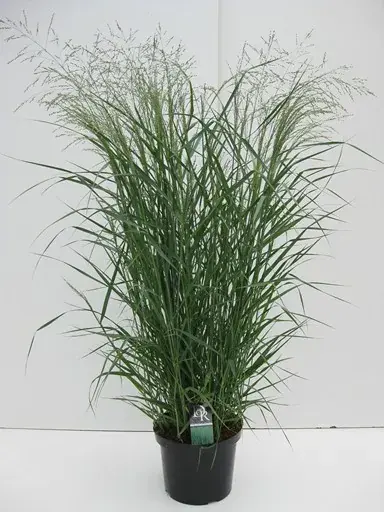 Vingergras (Panicum virgatum ‘Prairie Sky‘) - Nu kopen