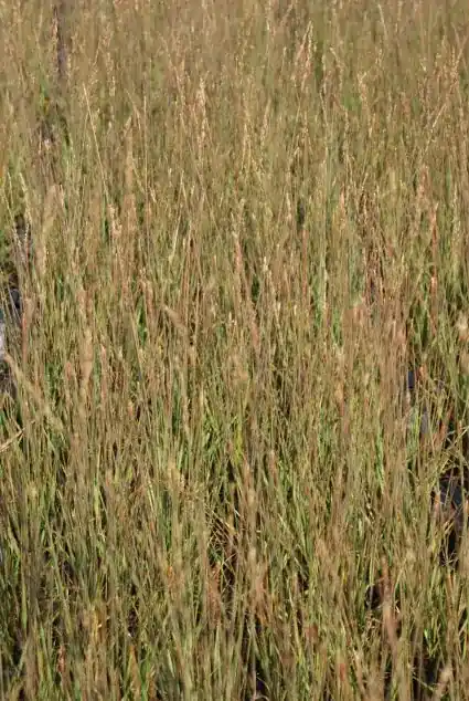 Pijpestrootje (Molinia caerulea ‘Edith Dudszus‘) | Nieuw