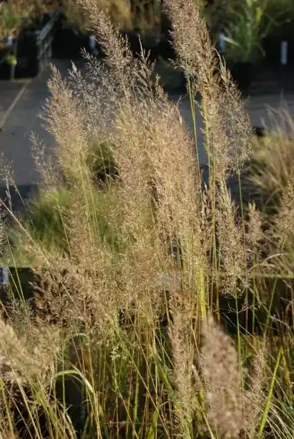 Zeer goed beoordeeld - Diamantgras (Calamagrostis brachytricha)