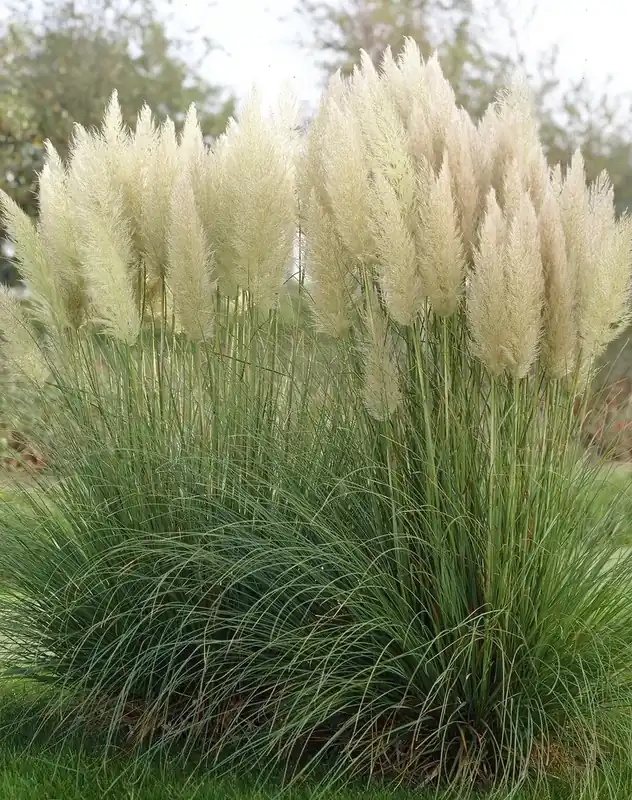 Scherp geprijsd | Pampasgras kopen? Cortaderia selloana met groeigarantie