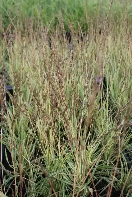 Tijdelijke aanbieding - Pijpestrootje (Molinia caerulea ‘Variegata‘)