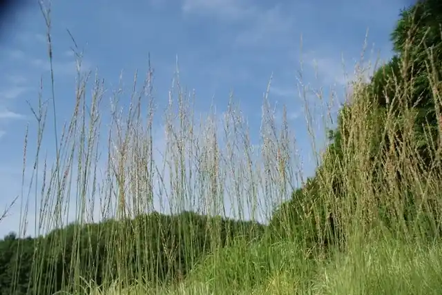 Pijpestrootje (Molinia caerulea ‘Heidebraut‘) | Speciale deal