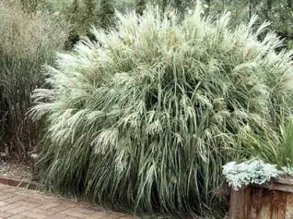 Goed beoordeeld | Chinees riet, Sierriet (Miscanthus sinensis ‘Yaku Jima‘)