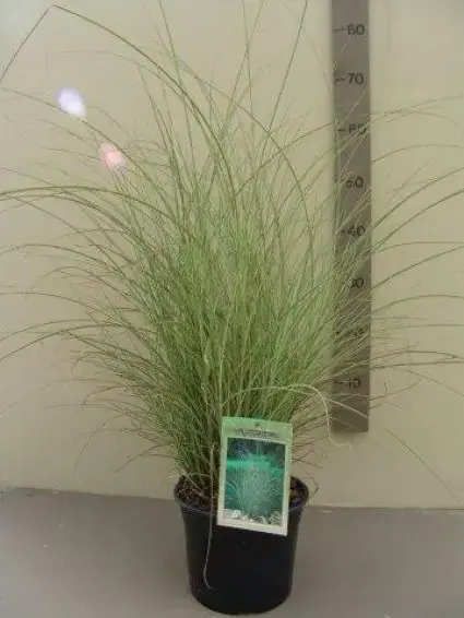 Nieuw product - Chinees riet/sierriet (Miscanthus sinensis ‘Morning Light‘)