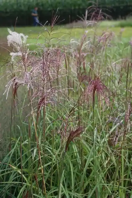 Direct bestellen - Chinees riet, sierriet (Miscanthus sinensis ‘Malepartus‘)