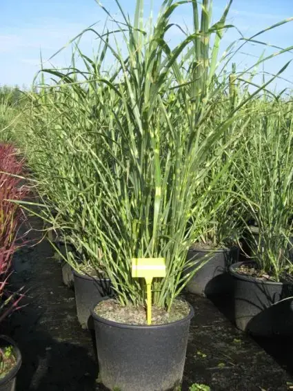 Premiumkwaliteit - Chinees riet / sierriet (Miscanthus sinensis ‘Little Zebra‘)