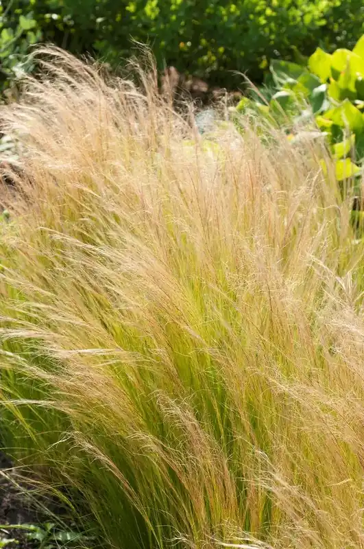 Trending - Vedergras kopen? Stipa Ponytails met Groeigarantie