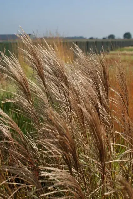 Rechtstreeks uit de fabriek - Chinees riet / sierriet (Miscanthus sinensis ‘Ferner Osten‘)