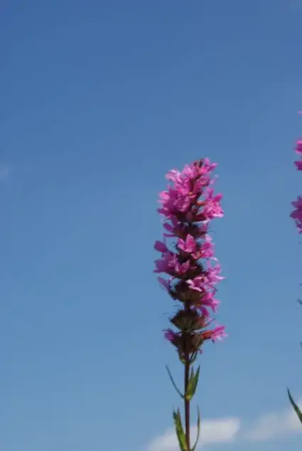 Vanaf nu beschikbaar | Kattestaart (Lythrum salicaria ‘Blush‘)
