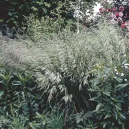 Prijs verlaagd | Smele (Deschampsia cespitosa)