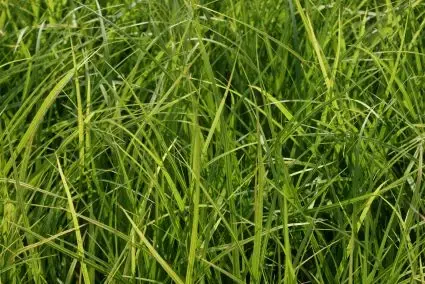 Topproduct - Groenblijvende Zegge kopen? Carex morrowii met groeigarantie