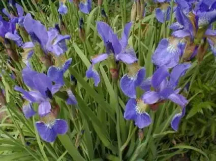Siberische lis (Iris sibirica) | Voordelig