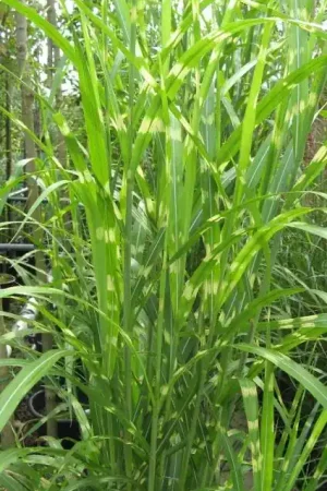 Wees er snel bij | Prachtriet / Chinees riet (Miscanthus sinensis ‘Strictus‘)