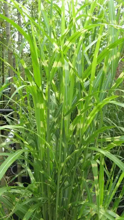 Wees er snel bij | Prachtriet / Chinees riet (Miscanthus sinensis ‘Strictus‘)