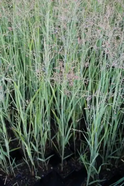 Professionele kwaliteit - Vingergras (Panicum virgatum ‘Heavy Metal‘)