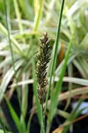 Actie | Pijpestrootje (Molinia caerulea ‘Moorhexe‘)