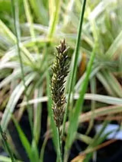 Actie | Pijpestrootje (Molinia caerulea ‘Moorhexe‘)