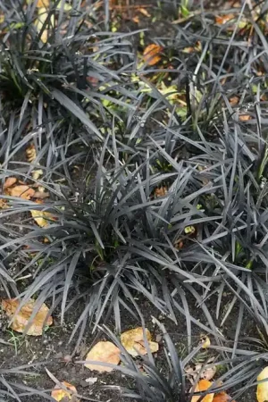 Zwart gras kopen? Ophiopogon Niger met groeigarantie - Bespaar nu
