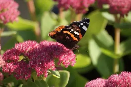 Hemelsleutel (Sedum ‘Herbstfreude‘) | Zojuist toegevoegd