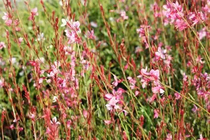 Lindheimer‘s kaars (Gaura lindheimeri ‘Siskiyou Pink‘) - Premium