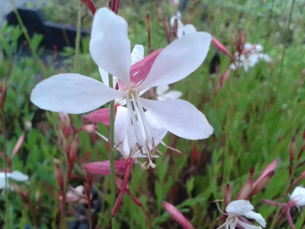 Lindheimer‘s kaars (Gaura lindheimeri) | Topdeal
