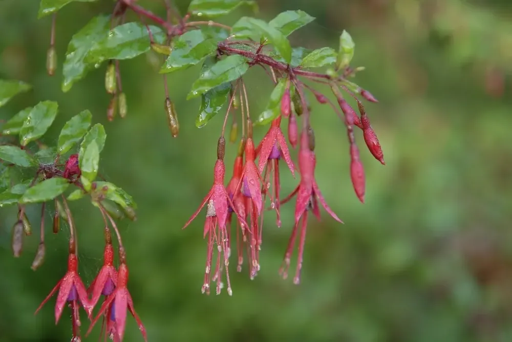 Bellenplant (Fuchsia magellanica ‘Gracilis‘) | Bespaar meer