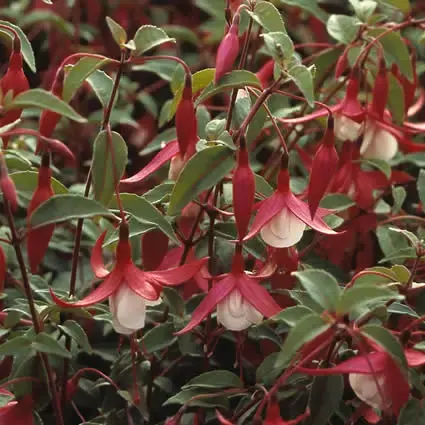 Bellenplant (Fuchsia ‘Madame Cornelissen‘) | Net gelanceerd