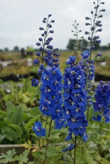 Nog maar enkele beschikbaar | Ridderspoor (Delphinium ‘Blue Bird‘)