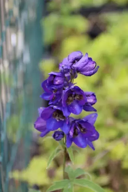Actie loopt bijna af - Ridderspoor (Delphinium ‘Black Knight‘)