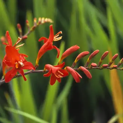 Fabrieksprijs - Montbretia (Crocosmia ‘Lucifer‘)