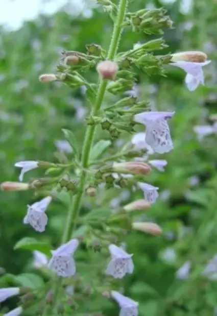 Veilig winkelen - Bergsteentijm/steentijm (Calamintha nepeta)