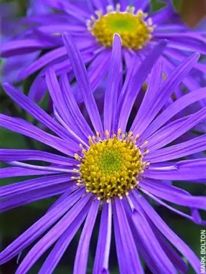 Aster (Aster frikartii ‘Mönch‘) - Bestel vandaag
