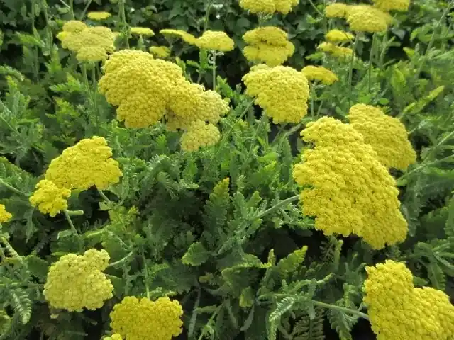 Lage prijs - Duizendblad (Achillea ‘Moonshine‘)